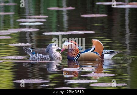Male and Female Mandarin Ducks (Aix galericulata), New Pool, Whitegate, Cheshire, England, UK Stock Photo