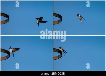 Swallow (Hirundo rustica) landing on Ironwork, Vale Royal Locks, Cheshire, England, UK Stock Photo