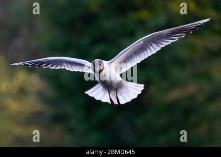 Black-headed gull (Chroicocephalus ridibundus) in summer plumage in flight, Cheshire, England, UK Stock Photo