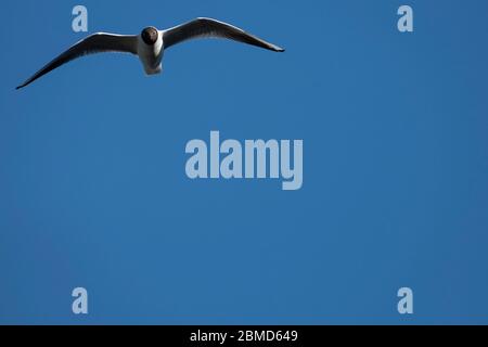 Black-headed gull (Chroicocephalus ridibundus) in summer plumage in flight, Cheshire, England, UK Stock Photo