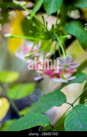 Shot of fresh flowers of Chinese honeysuckle or Rangoon creeper or Madhumalti with blurred background. Stock Photo