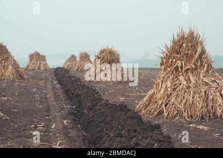 Dry corn plant hay stacks in the field Stock Photo