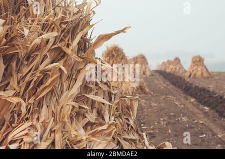Dry corn plant hay stacks in the field close-up Stock Photo