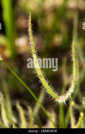 Sydney Australia, stem of sundew plant with insects in the sticky mucilage Stock Photo