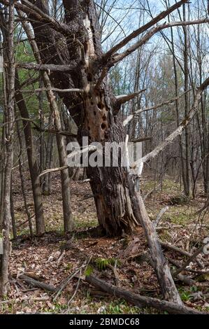 woodpecker holes in leaning dead tree. Stock Photo