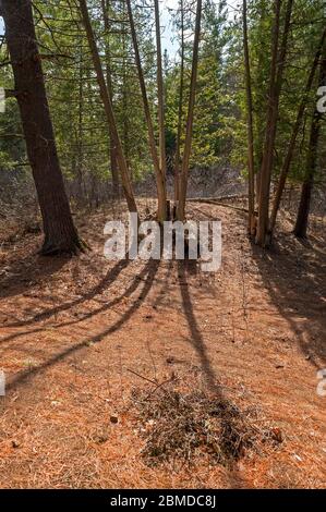 long shadows on forest floor Stock Photo