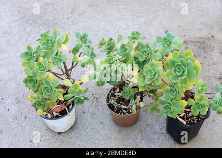 Aeonium haworthii growing in pots Stock Photo