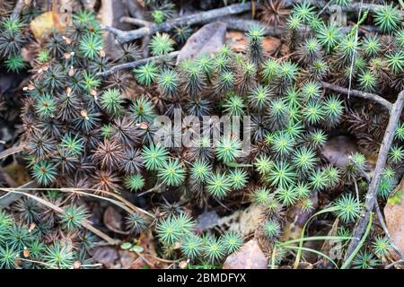 Moss growing on forest floor Stock Photo
