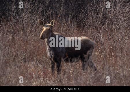 Pregnant cow moose in the meadow in Algonquin Park Stock Photo