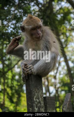 Baby monkey sitting on a wooden fence at Ubud monkey forest. A s Stock Photo