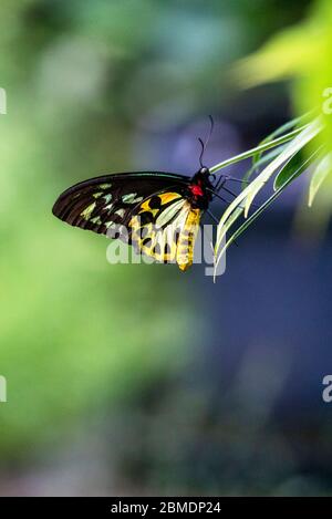 The Cairns bird wing Butterfly Stock Photo