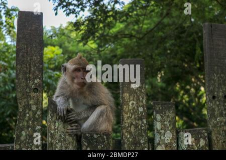 Baby monkey sitting on a wooden fence at Ubud monkey forest. A s Stock Photo