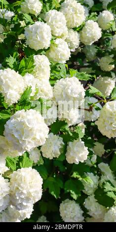Close up of a Wisconsin white hydrangea bush in early June Stock Photo