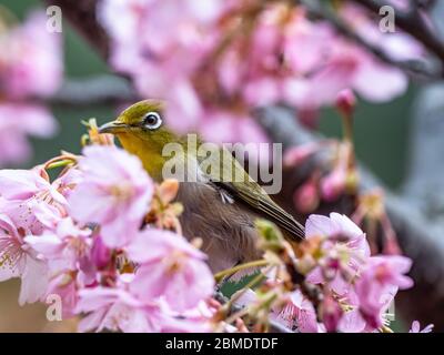 A Japanese white-eye, also called a warbling white-eye or mountain white-eye, Zosterops japonicus, perches among the the plum blossoms of early spring Stock Photo