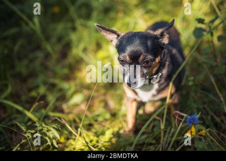 Russian toy terrier plays in the forest under the rays of the summer sun Stock Photo
