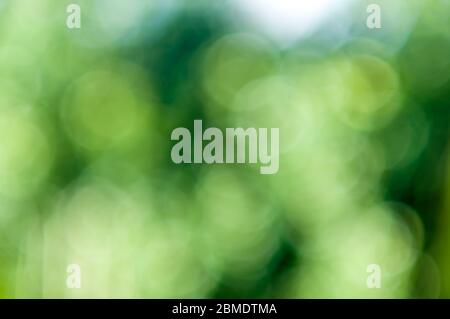 Green Bokeh, Bright defocused foliage background Stock Photo