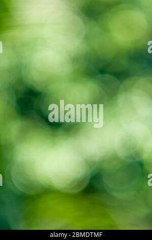 Green Bokeh, Bright defocused foliage background Stock Photo