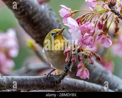 A Japanese white-eye, also called a warbling white-eye or mountain white-eye, Zosterops japonicus, perches among the the plum blossoms of early spring Stock Photo