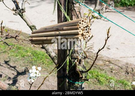 An insect hotel made of bamboo sticks hanging from an apple tree in an orchard Stock Photo