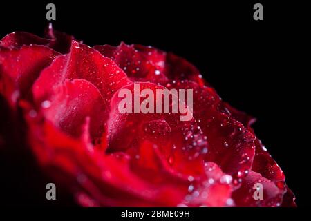 Stunning red rose with water drops glowing in the dark on black background - macro Stock Photo