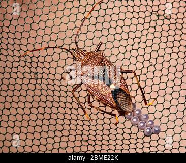 insect eggs on window