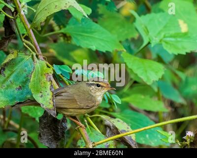Dusky Warbler (Phylloscopus fuscatus) is a small dark skulking bird with gray-brown upperparts, gray-streaked underparts, a distinct white eyebrow. Stock Photo