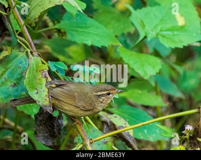 Dusky Warbler (Phylloscopus fuscatus) is a small dark skulking bird with gray-brown upperparts, gray-streaked underparts, a distinct white eyebrow. Stock Photo