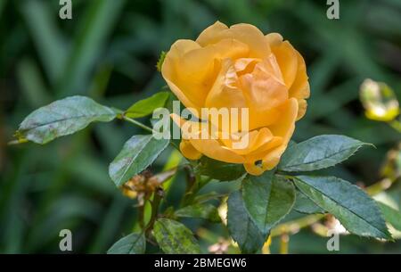 A tender pale yellow rose isolated against a green background image in horizontal format Stock Photo