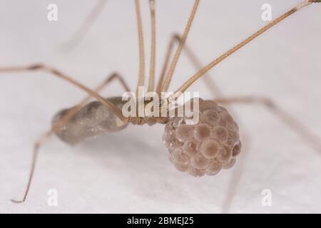 An example of a female daddy-long-legs spider, Pholcus phalangioides, carrying her egg sac until the eggs hatch. North Dorset England UK GB Stock Photo