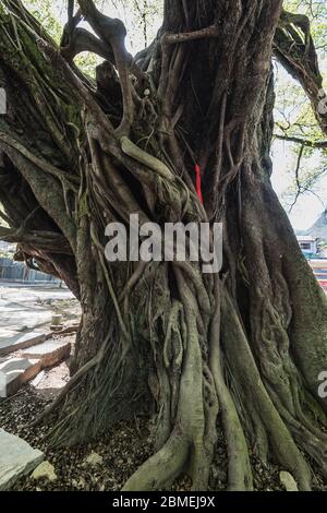 Huge banyan tree with roots Stock Photo