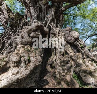 Huge banyan tree with roots Stock Photo