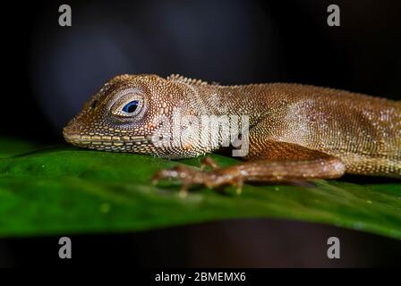 Dusky Earless Agama - Aphaniotis fusca, small blue eye agama from Southeast Asia forests and woodlands,  Mutiara Taman Negara, Malaysia. Stock Photo