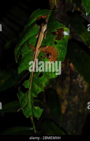 Dusky Earless Agama - Aphaniotis fusca, small blue eye agama from Southeast Asia forests and woodlands,  Mutiara Taman Negara, Malaysia. Stock Photo