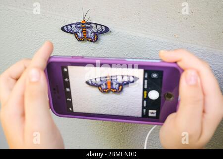Taking photograph of a Dysphania fenestrata also known as Dysphania numana, commonly known at the Four O’clock Moth with a mobile phone Stock Photo