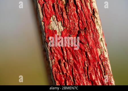 Close up of red painted wood material Stock Photo