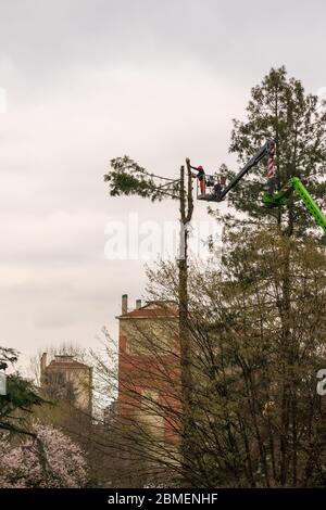 Worker with chainsaw pruning trees, a man at high altitude on lift with articulated hydraulic arm and cage cuts the branches of a large tree, maintena Stock Photo