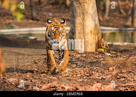 Royal Bengal Tiger coming out from an artificial lake and walking head on towards the camera. Stock Photo