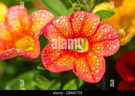 Nice close up of a red petunia with small water droplets on the petals Stock Photo