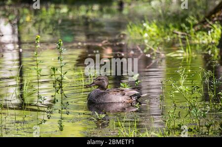 Duck, Gadwall (Anas strepera, Chaulelasmus streperus) male in breeding plumage. The duck floats on a spring reservoir in which the young green foliage Stock Photo