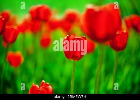 Many red tulips flowers blossom blurred bokeh background close up, blooming pink tulips on green field soft focus macro, spring meadow, beautiful Stock Photo
