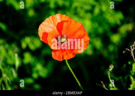 Poppy flower close-up Papaver rhoeas Corn poppy Stock Photo