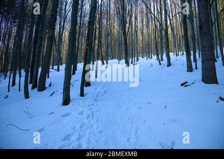 Tourist path in the woods during winter season, Slovakia Stock Photo