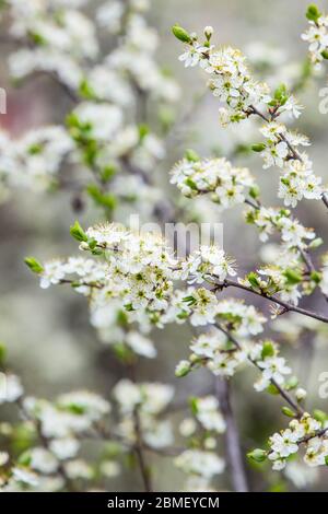 Blooming fruit tree with fragrant white flowers with large petals Stock Photo