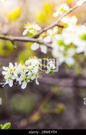 blooming fruit tree with fragrant white flowers with large petals and a bumblebee pollinating them Stock Photo