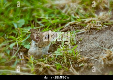 Yellow-necked Mouse Apodemus flavicollis peering out from its make shift burrow in a North Norfolk garden, UK. Stock Photo