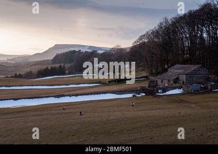 Sheep graze beside a traditional stone barn in Wensleydale valley under the hills of the Yorkshire Dales.