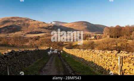 Sheep graze on a farm track above Sedbergh in the Howgill Fells of the Yorkshire Dales National Park.