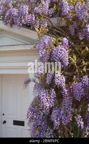 wisteria in flower at burnham on crouch on the essex coast Stock Photo