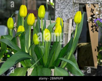 Yellow Tulips, Hokoku-ji Temple Gardens, Kamakura, Japan Stock Photo