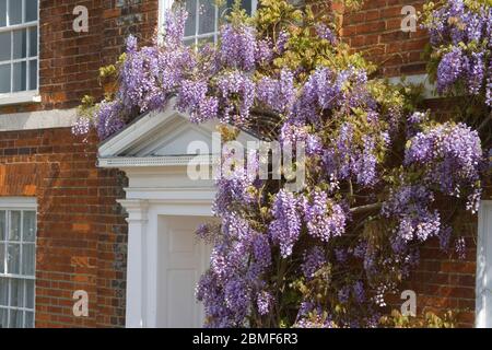 wisteria in flower at burnham on crouch on the essex coast Stock Photo